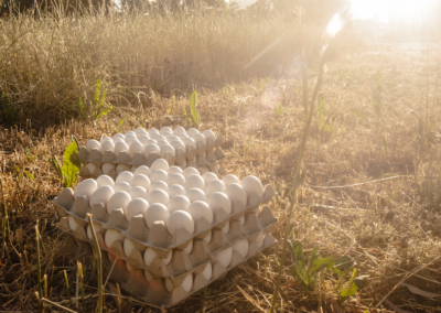 Confezioni di uova ambientate nei campi dell’azienda