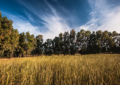 Paesaggio agricolo del progetto L’Uovo Vero