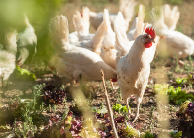 Gallina allevata all’aperto per L’Uovo Vero
